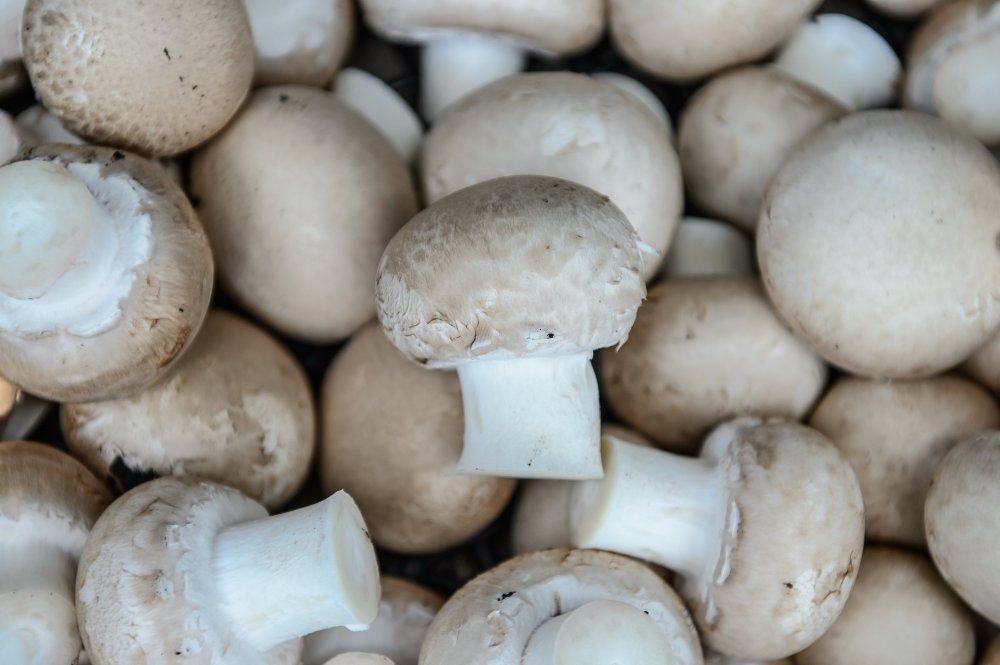 pieczarki, boczniaki, węgry, grzyby, grzyby uprawne, Narodowa Izba Gospodarki Rolnej