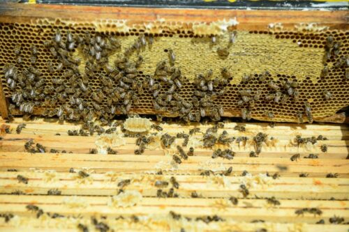 pszczelarstwo, Lubelszczyzna, historia pszczelarstwa, Rzeczpospolita Pszczelarska, lublin, Piotr Lasota