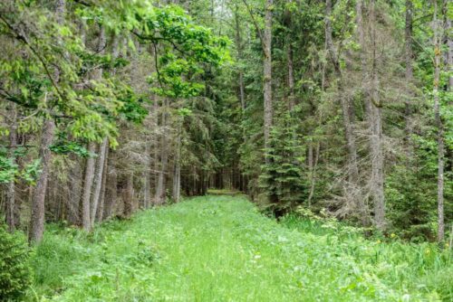 kornik drukarz, Puszcza Białowieska, wycinka drzew w Puszczy Białowieskiej, drzewa