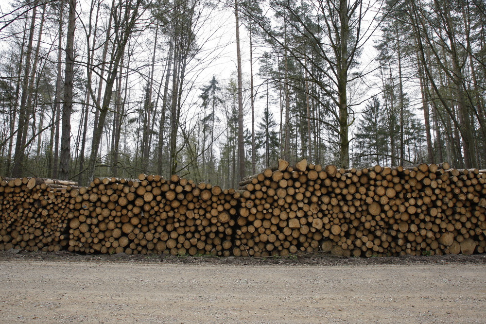 puszcza białowieska, wycinka puszczy białowieskiej, komisja europejska, jan szyszko, ministerstwo środowiska