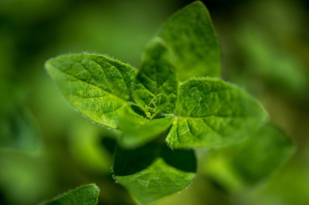 UMCS, rośliny, nazwy roślin, Noc Muzeów 2017, ogród botaniczny UMCS