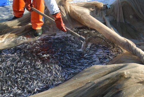 Rybołówstwo, Rybołówstwo morskie, połowy ryb, morze bałtyckie, łowiska morskie, System kontroli rybołówstwa