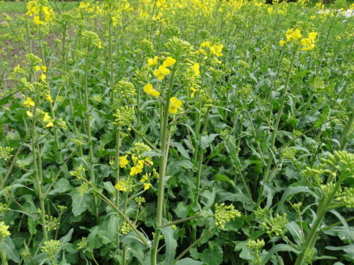 rzepak, maj, kwitnienie