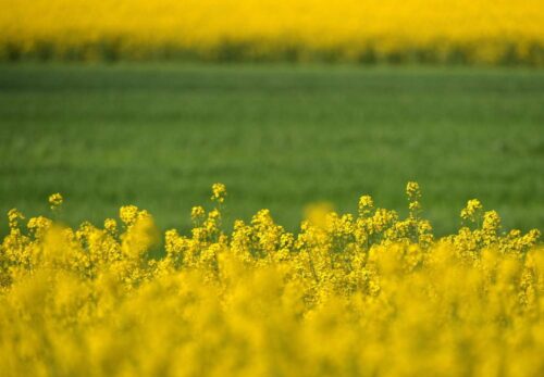Juliusz Młodecki, Polska Koalicja Biopaliw i Pasz Białkowych, biopaliwa, Adam Stępień