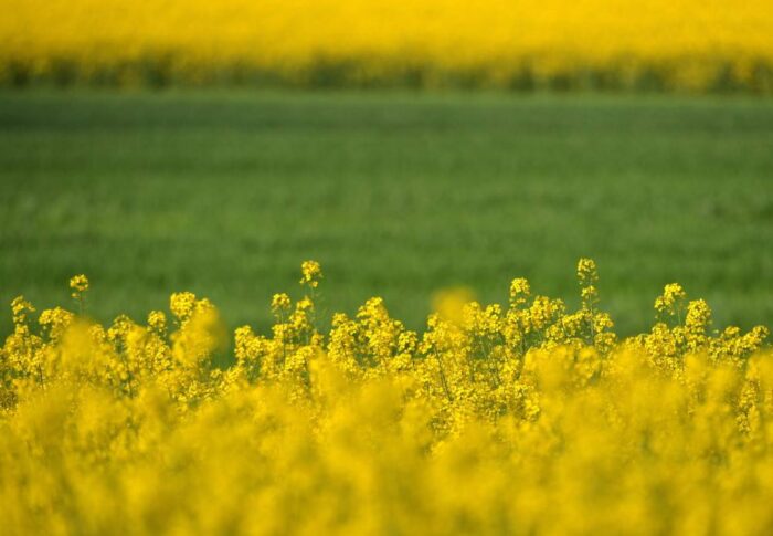 Juliusz Młodecki, Polska Koalicja Biopaliw i Pasz Białkowych, biopaliwa, Adam Stępień
