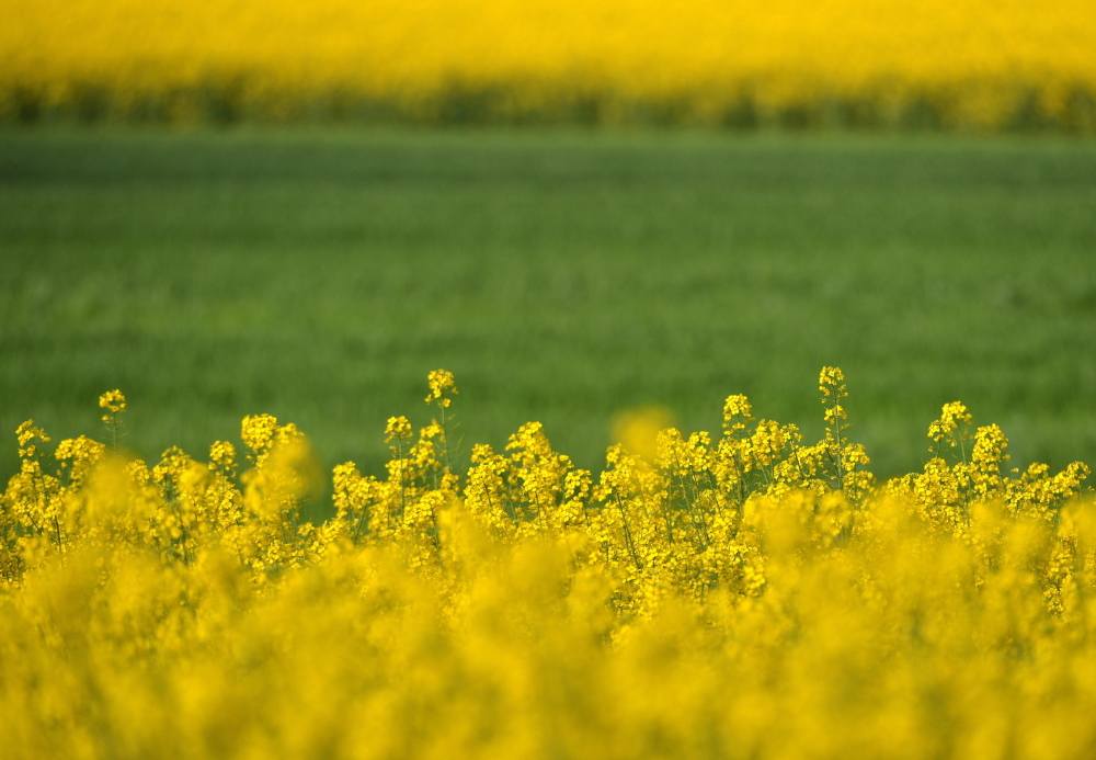 Juliusz Młodecki, Polska Koalicja Biopaliw i Pasz Białkowych, biopaliwa, Adam Stępień