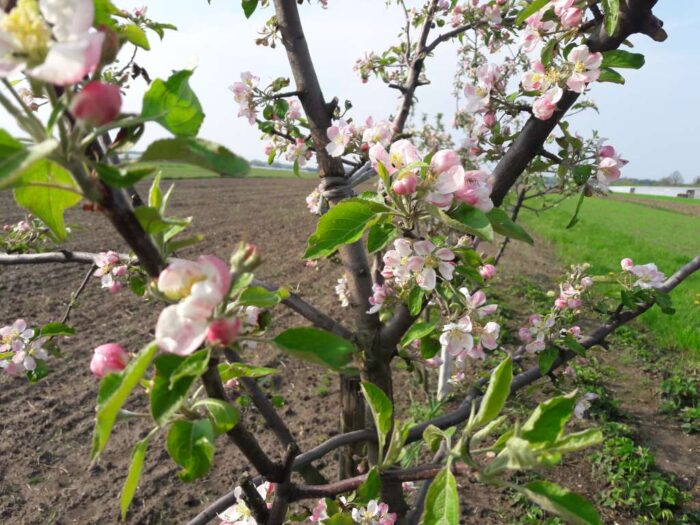 azot, potas, sadownictwo, sad, przymrozki w sadzie, owoce, straty w sadach