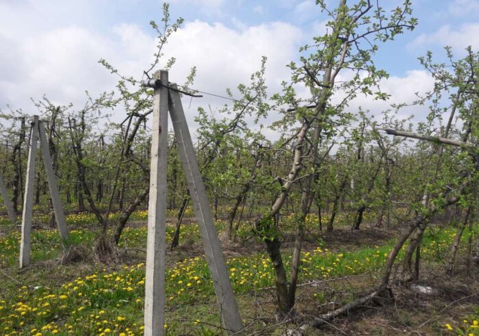 sad, sadownictwo, owoce, jabłka, ochrona sadu, parch jabłoni