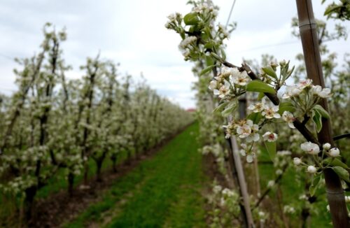 sadownicy, sadownictwo, sady, straty w uprawach owoców, wiosenne przymrozki, Uniwersytet Przyrodniczy w Poznaniu