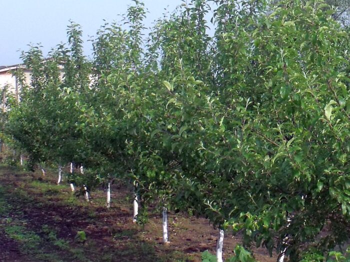 sadownicy, sadownictwo, sady, straty w uprawach owoców, wiosenne przymrozki, Uniwersytet Przyrodniczy w Poznaniu