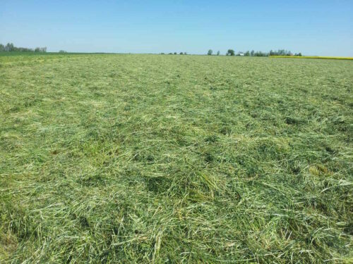 lucerna, pokos, zielonka