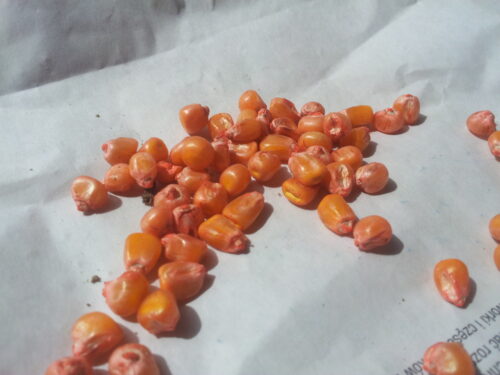 kukurydza, materiał siewny