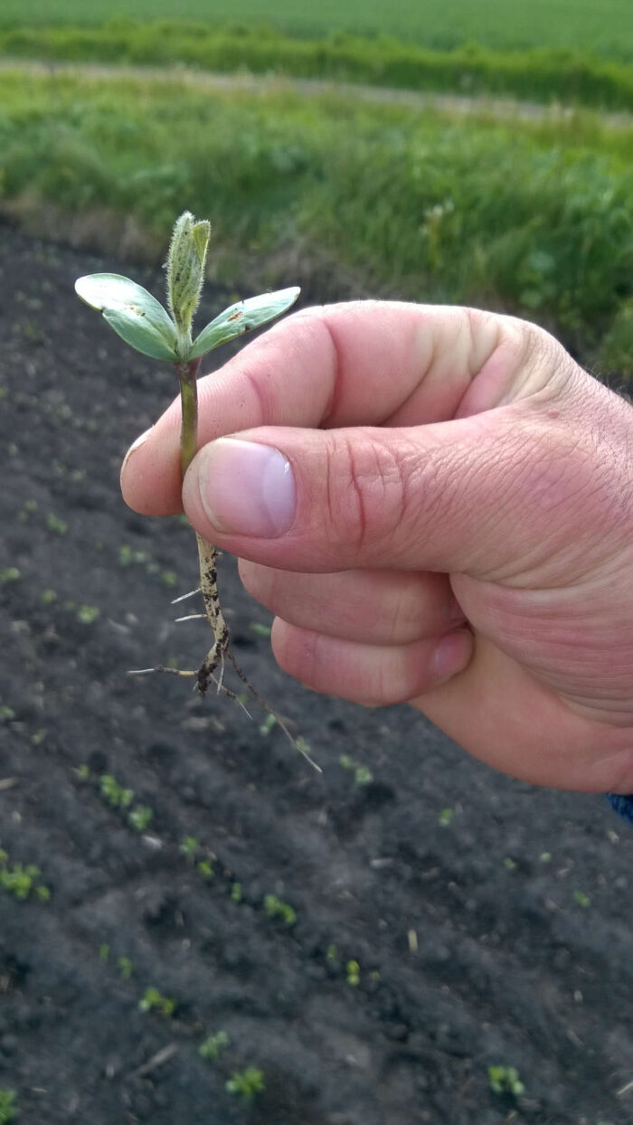 soja, siewka, Zamojszczyzna, Sahryń