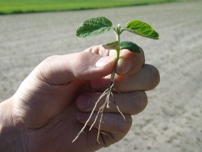 soja, siewka, wschody, przymrozki