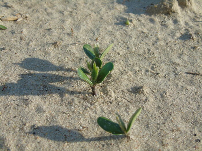 soja, siewka, wschody, przymrozki