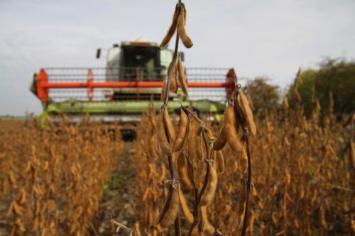 śruta sojowa, śruta rzepakowa, bydło, trzoda chlewna