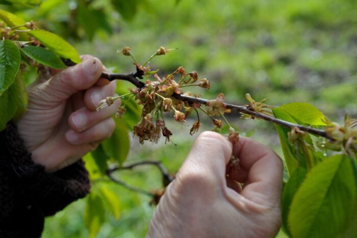 przymrozki, susza, gradobicie, straty w uprawach,  straty w rolnictwie