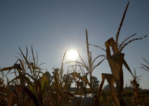 susza rolnicza, klęski żywiołowe, krzysztof jurgiel, ministerstwo rolnictwa