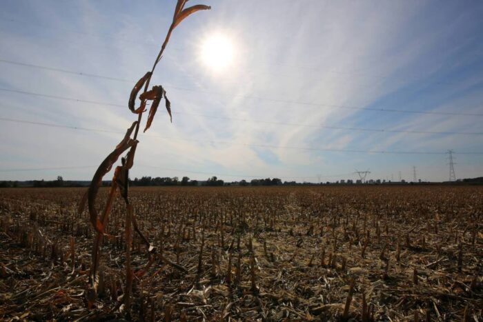 susza rolnicza, niedobór wody, opady deszczu, Bożena Nosecka, IERiGŻ