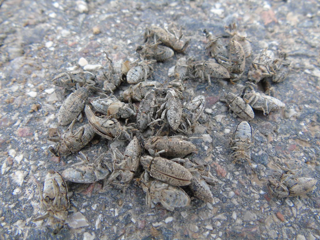 szarek komośnik