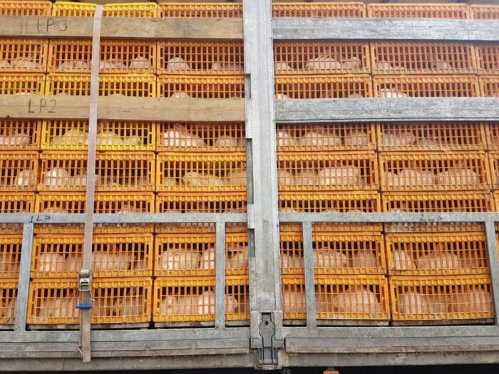 transport zwierząt, transport płodów rolnych, inspekcja transportu drgogowego, itd