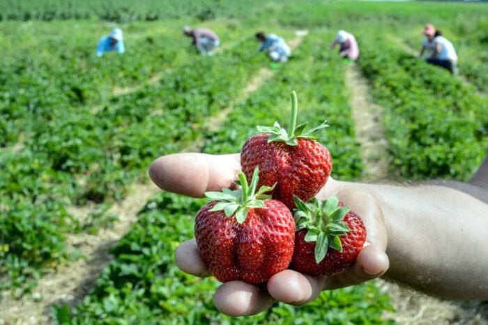 truskawki, zbiór truskawek, plantacje truskawek, francja, pracownicy sezonowi z polski