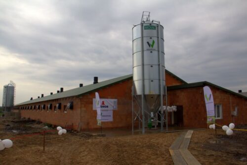 tuczarnia, tucz kontraktowy, Cedrob, Banach