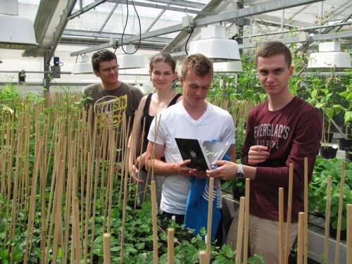 Arysta LifeScience, choroby, białko, grzyby, Alternaria tenuissima, Atailing, warzywa, tytoń