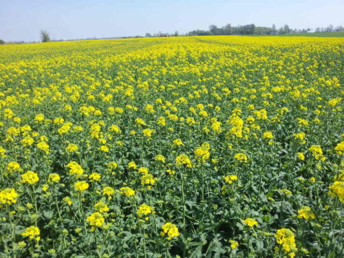 prognoza pogody, IMGW-PIB, temperatura powietrza, opady, synoptyczna prognoza pogody IMGW