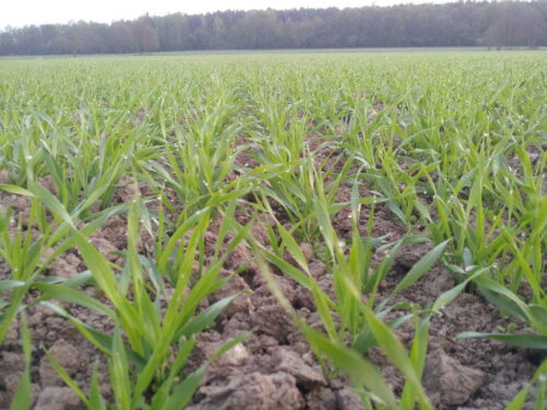 zmiany klimatu, susze, Ludmiła Rossa, Instytut Technologiczno-Przyrodniczy