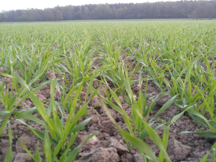 zmiany klimatu, susze, Ludmiła Rossa, Instytut Technologiczno-Przyrodniczy