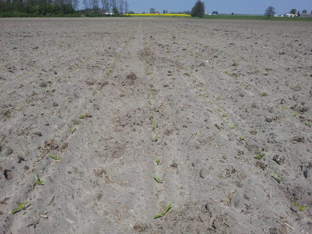 Sprzedaż państwowych nieruchomości rolnych, Zasoby Własności Rolnej Skarbu Państwa