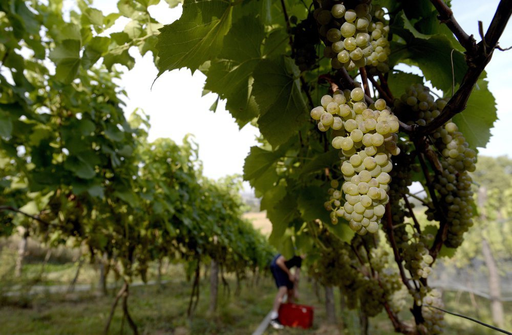 winiarstwo, winnice, produkcja winogron, produkcja wina, ewa wawro, fundacja Galicja Vitis, podkarpacie