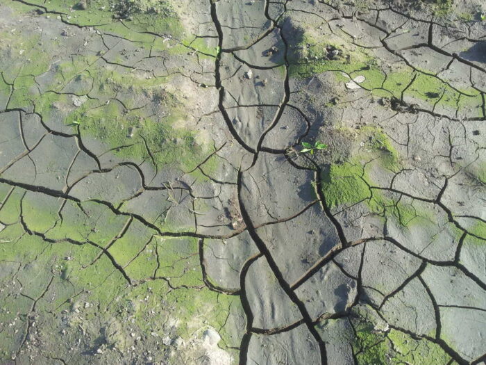 ulewy, skorupa glebowa, kukurydza