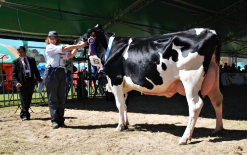 bydło, bydło mleczne, wystawa, XVII Regionalna Wystawa Zwierząt Hodowlanych, mazowieckie, wystawa w Płoniawach-Bramurze