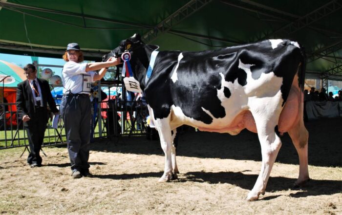 bydło, bydło mleczne, wystawa, XVII Regionalna Wystawa Zwierząt Hodowlanych, mazowieckie, wystawa w Płoniawach-Bramurze