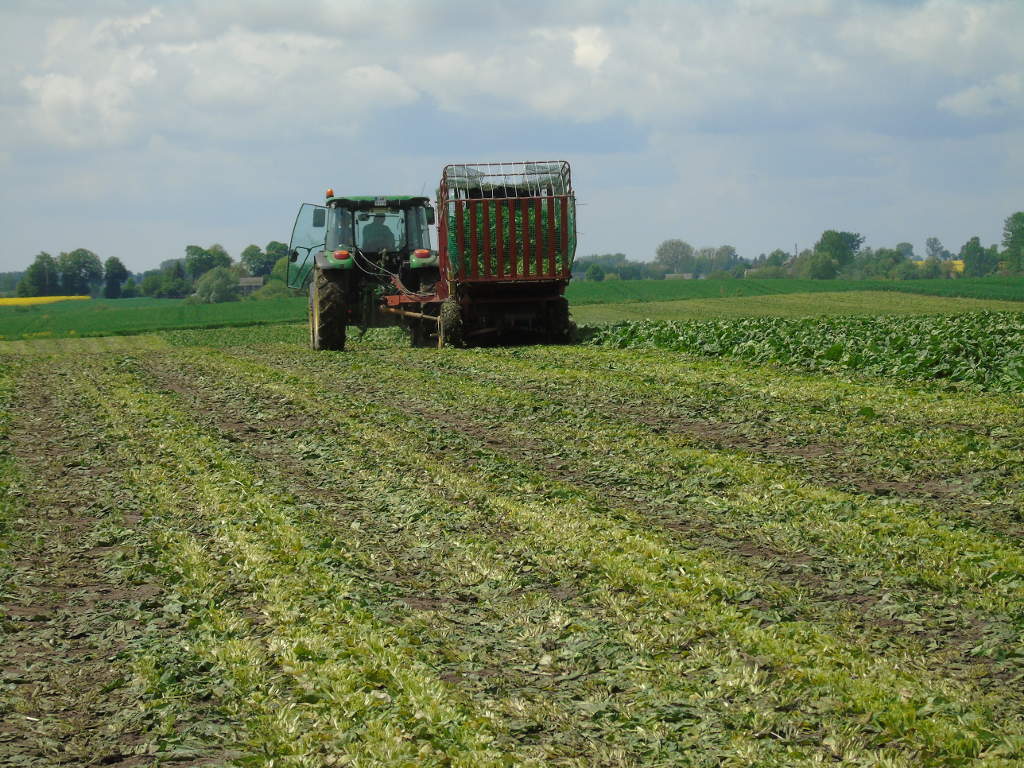 szpinak, zbiór, Dziekanów