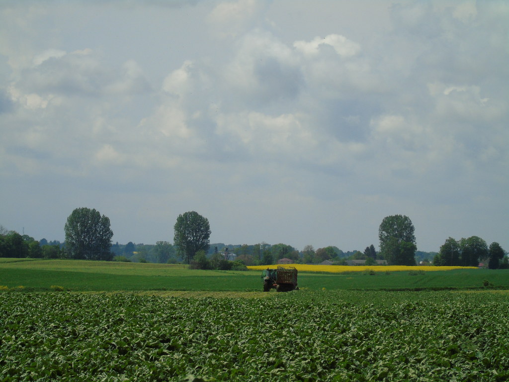 szpinak, zbiór, Dziekanów