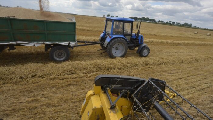 zniwa_zbiory_zboz_susza_szacunki_gus