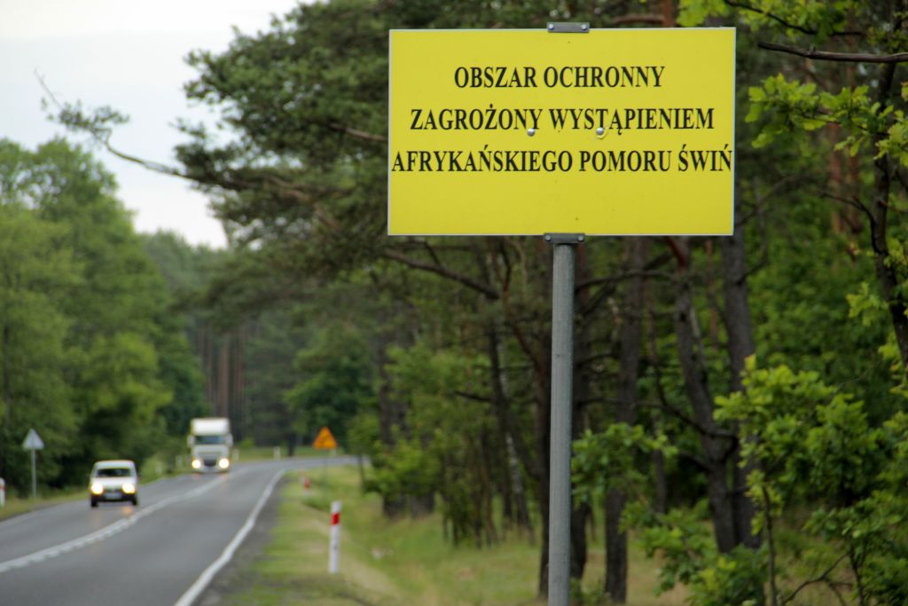 ASF, trzoda chlewna, ognisko choroby