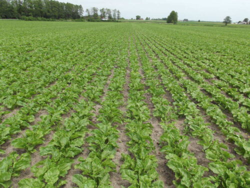 buraki, czerwiec, plantacja, powiat makowski