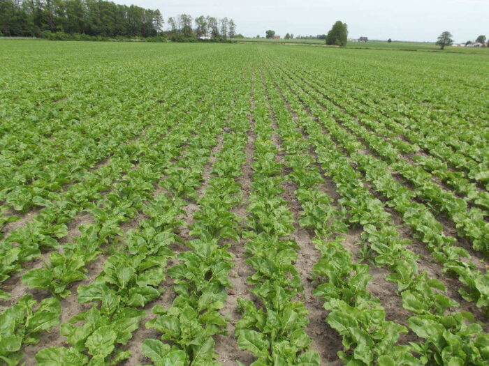 buraki, czerwiec, plantacja, powiat makowski
