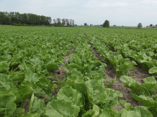 burak cukrowy, pole