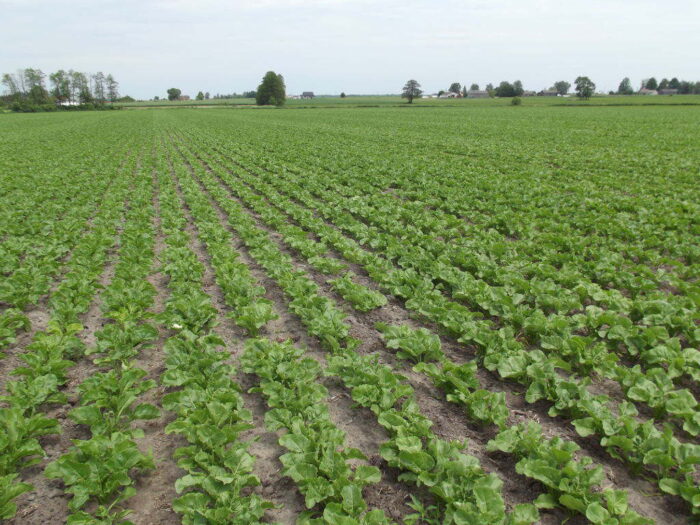 buraki, plantacja