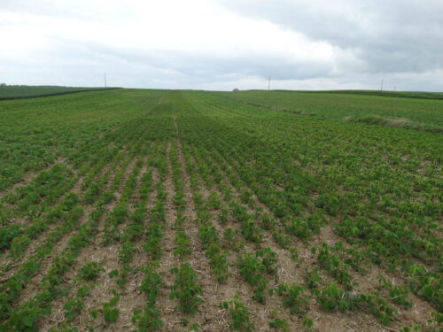 soja, Sahryń, plantacja, Zamojszczyzna