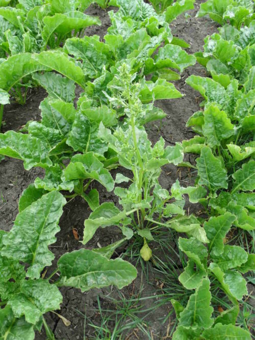 burakochwast, buraki, plantacja, Zamojszczyzna