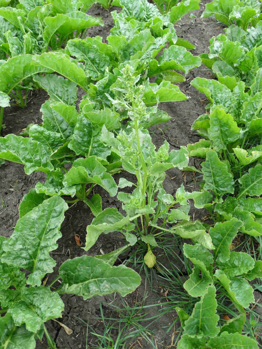 burakochwast, buraki, plantacja, Zamojszczyzna