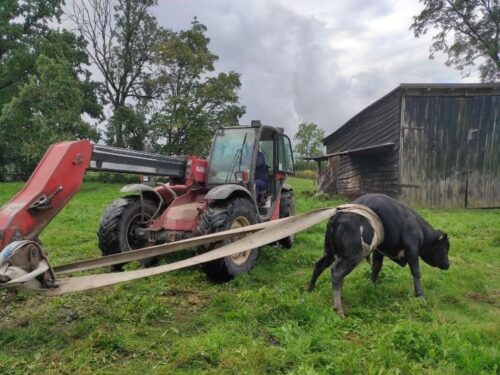 byk w studni, Wilczęta , powiat  braniewski, KP PSP Braniewo