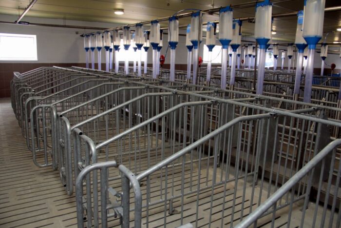 chlewnia, produkcja prosiąt, lochy, sektor porodowy,