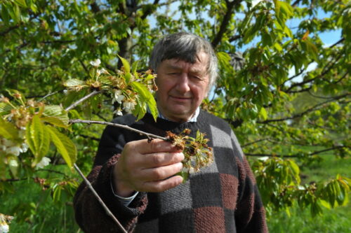 straty w uprawach, komisje szacujące straty, wypłata odszkodowań, pomoc de minimis, sadownictwo, wiosenne przymrozki
